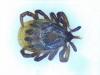 Ixodes ricinus